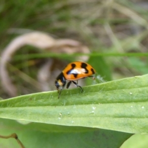 Coccinella transversalis at Cotter River, ACT - 4 Jan 2018