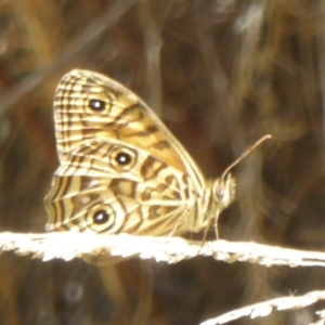 Geitoneura acantha at Cotter River, ACT - 4 Jan 2018 12:00 AM