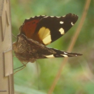 Vanessa itea at Cotter River, ACT - 4 Jan 2018 12:00 AM