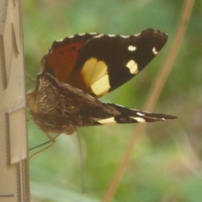 Vanessa itea (Yellow Admiral) at Cotter River, ACT - 4 Jan 2018 by Christine