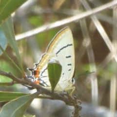 Jalmenus evagoras (Imperial Hairstreak) at Cotter River, ACT - 4 Jan 2018 by Christine