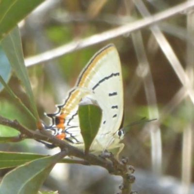 Jalmenus evagoras (Imperial Hairstreak) at Cotter River, ACT - 4 Jan 2018 by Christine