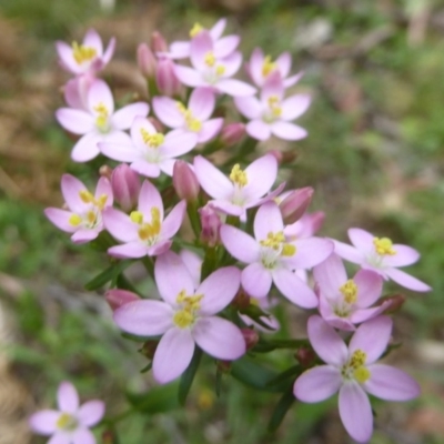 Centaurium erythraea (Common Centaury) at Cotter River, ACT - 4 Jan 2018 by Christine