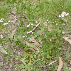 Centaurium erythraea at Cotter River, ACT - 4 Jan 2018