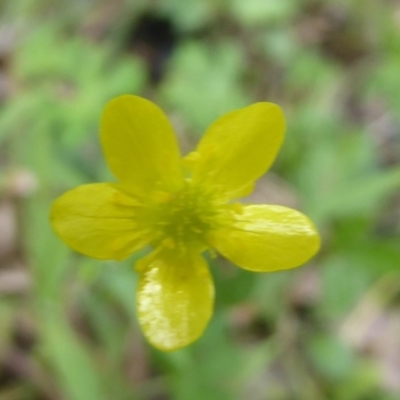 Ranunculus sp. (Buttercup) at Cotter River, ACT - 3 Jan 2018 by Christine