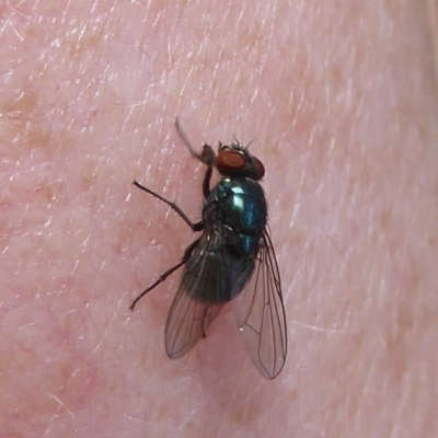 Muscidae (family) (Unidentified muscid fly) at Cotter River, ACT - 3 Jan 2018 by Christine