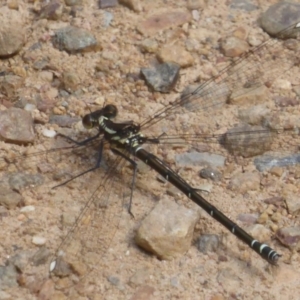 Austroargiolestes calcaris at Cotter River, ACT - 4 Jan 2018