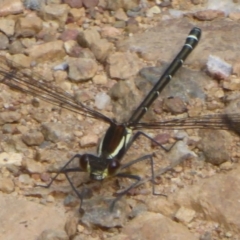 Austroargiolestes calcaris at Cotter River, ACT - 4 Jan 2018