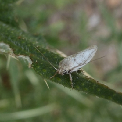 Oecophoridae (family) (Unidentified Oecophorid concealer moth) at Majura, ACT - 4 Jan 2018 by Christine