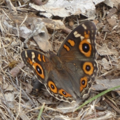 Junonia villida (Meadow Argus) at Campbell Park Woodland - 4 Jan 2018 by Christine