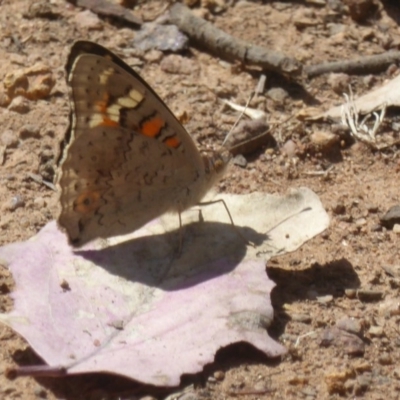 Junonia villida (Meadow Argus) at Majura, ACT - 4 Jan 2018 by Christine