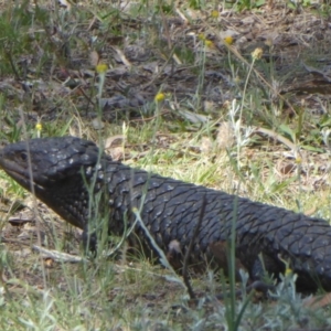 Tiliqua rugosa at Majura, ACT - 5 Jan 2018