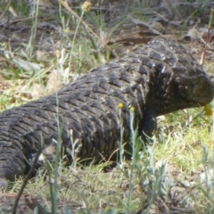 Tiliqua rugosa at Majura, ACT - 5 Jan 2018