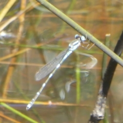 Austrolestes leda (Wandering Ringtail) at Majura, ACT - 4 Jan 2018 by Christine