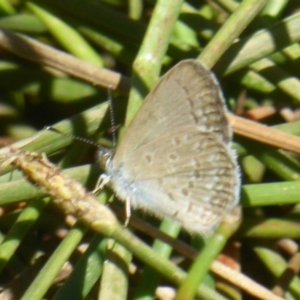 Zizina otis at Majura, ACT - 5 Jan 2018