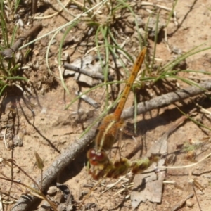 Diplacodes bipunctata at Majura, ACT - 5 Jan 2018