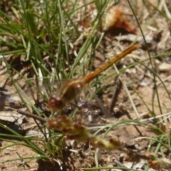 Diplacodes bipunctata at Majura, ACT - 5 Jan 2018