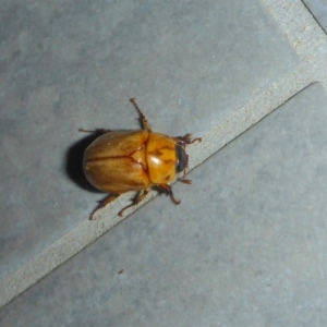 Cyclocephala signaticollis at Reid, ACT - 16 Dec 2017 09:46 PM