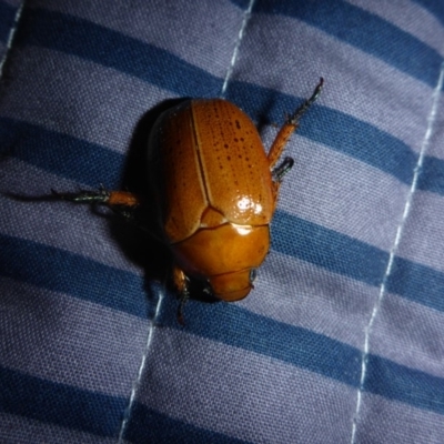 Anoplognathus porosus (Porosus Christmas beetle) at Reid, ACT - 3 Dec 2017 by JanetRussell