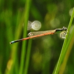 Ischnura aurora (Aurora Bluetail) at Paddys River, ACT - 6 Jan 2018 by JohnBundock