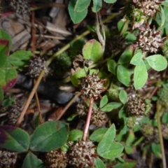 Trifolium glomeratum (Clustered Clover) at Reid, ACT - 19 Nov 2017 by JanetRussell