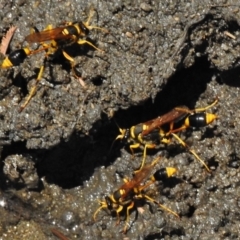 Sceliphron laetum (Common mud dauber wasp) at Paddys River, ACT - 6 Jan 2018 by JohnBundock