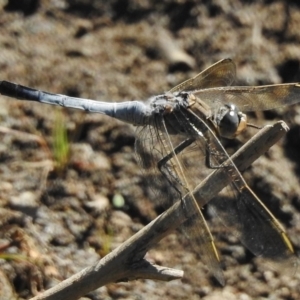 Orthetrum caledonicum at Paddys River, ACT - 6 Jan 2018