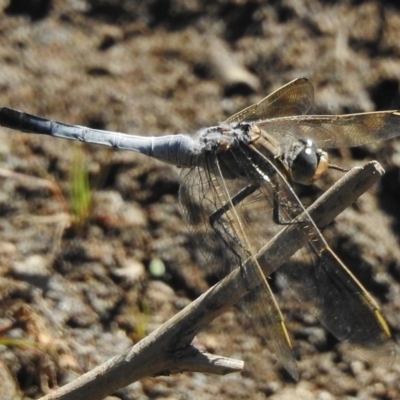 Orthetrum caledonicum (Blue Skimmer) at Paddys River, ACT - 5 Jan 2018 by JohnBundock