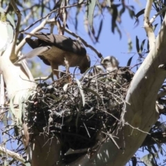 Tachyspiza cirrocephala (Collared Sparrowhawk) at Canberra Central, ACT - 5 Jan 2018 by AlisonMilton