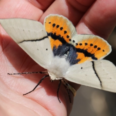 Gastrophora henricaria (Fallen-bark Looper, Beautiful Leaf Moth) at Scullin, ACT - 3 Jan 2018 by Alison Milton