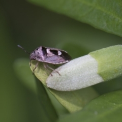 Pentatomidae (family) (Shield or Stink bug) at Higgins, ACT - 2 Jan 2018 by AlisonMilton