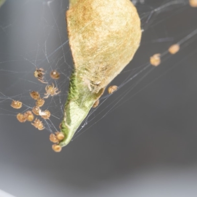 Unidentified Spider (Araneae) at Higgins, ACT - 2 Jan 2018 by AlisonMilton