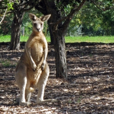 Macropus giganteus (Eastern Grey Kangaroo) at Yarralumla, ACT - 13 Apr 2010 by RodDeb