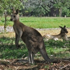 Macropus giganteus at Yarralumla, ACT - 14 Apr 2010