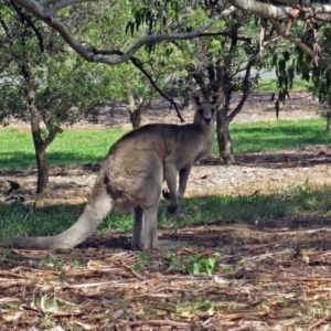 Macropus giganteus at Yarralumla, ACT - 14 Apr 2010