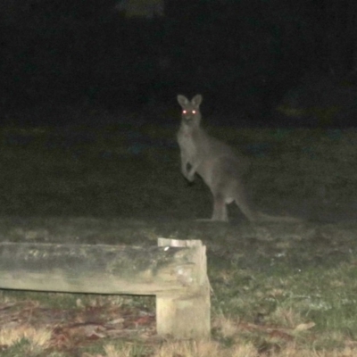 Macropus giganteus (Eastern Grey Kangaroo) at Macarthur, ACT - 1 Sep 2015 by RodDeb