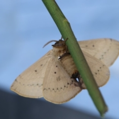 Anthela varia (Hairy Mary) at Higgins, ACT - 28 Dec 2017 by Alison Milton