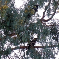 Zanda funerea (Yellow-tailed Black-Cockatoo) at Macarthur, ACT - 7 Nov 2009 by RodDeb