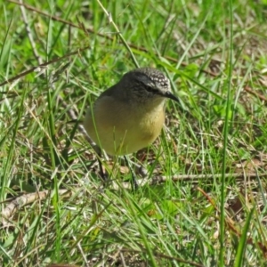 Acanthiza chrysorrhoa at Macarthur, ACT - 4 May 2017 11:05 AM