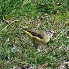 Acanthiza chrysorrhoa at Macarthur, ACT - 4 May 2017