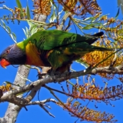 Trichoglossus moluccanus (Rainbow Lorikeet) at Macarthur, ACT - 14 Nov 2016 by RodDeb