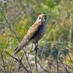 Falco berigora at Molonglo River Reserve - 13 Jun 2017 10:42 AM