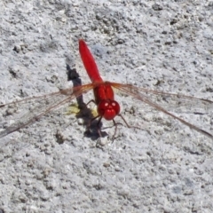 Diplacodes haematodes (Scarlet Percher) at Molonglo Valley, ACT - 7 Mar 2017 by RodDeb