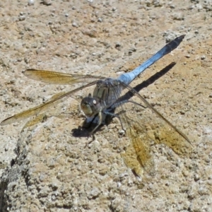 Orthetrum caledonicum at Molonglo Valley, ACT - 7 Mar 2017