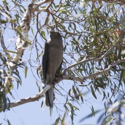 Accipiter fasciatus (Brown Goshawk) at Acton, ACT - 11 Dec 2017 by AlisonMilton