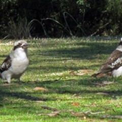 Dacelo novaeguineae at Canberra Central, ACT - 14 Aug 2015 01:11 PM