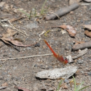 Diplacodes haematodes at Gungahlin, ACT - 14 Dec 2017 10:34 AM