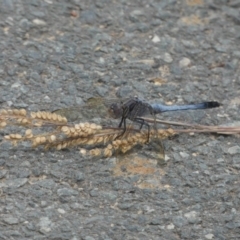 Orthetrum caledonicum (Blue Skimmer) at Amaroo, ACT - 14 Dec 2017 by AlisonMilton