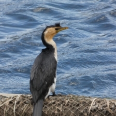 Microcarbo melanoleucos (Little Pied Cormorant) at Ngunnawal, ACT - 14 Dec 2017 by AlisonMilton