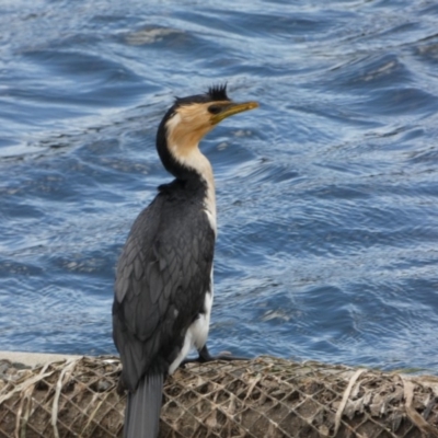 Microcarbo melanoleucos (Little Pied Cormorant) at Ngunnawal, ACT - 14 Dec 2017 by AlisonMilton